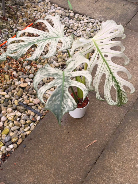 Monstera devil (Thailand) unacclimated