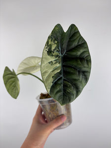 Alocasia Sinuata Albo Var A