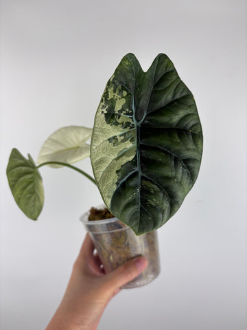 Alocasia Sinuata Albo Var A