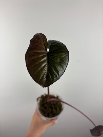 Alocasia Serendipity variegated D