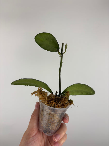 Hoya waymaniae cloudy sky 3