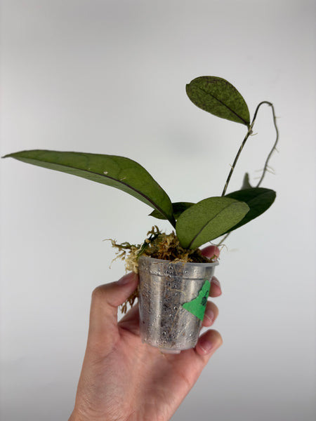 Hoya aff forbesii silver 5