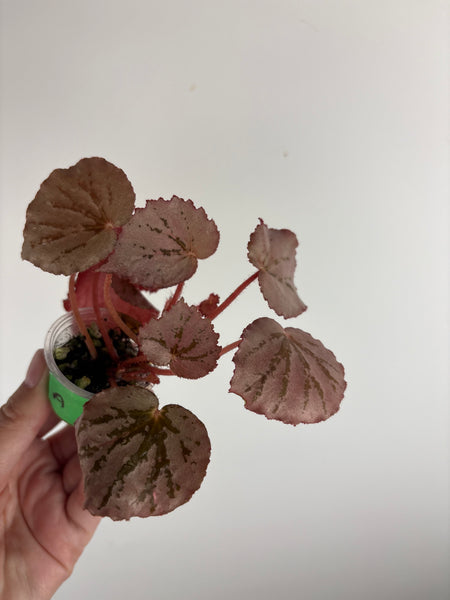 Begonia mystery Martin A