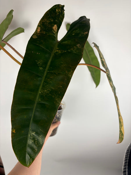 Philodendron billietiae variegated - large plant