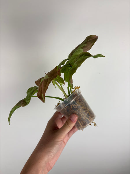Syngonium raspberry variegated