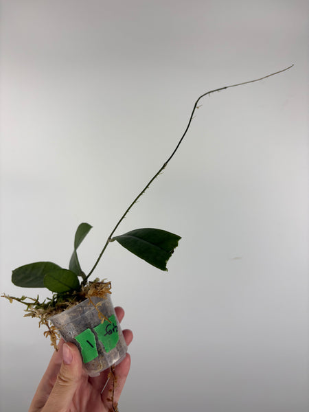 Hoya aff forbesii silver 1