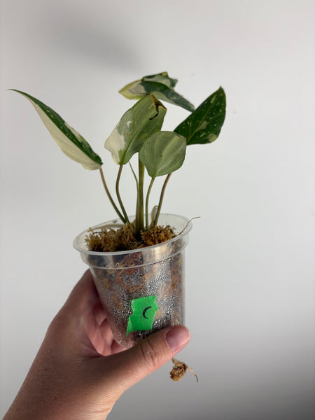 Philodendron gloriosum variegated small plant C