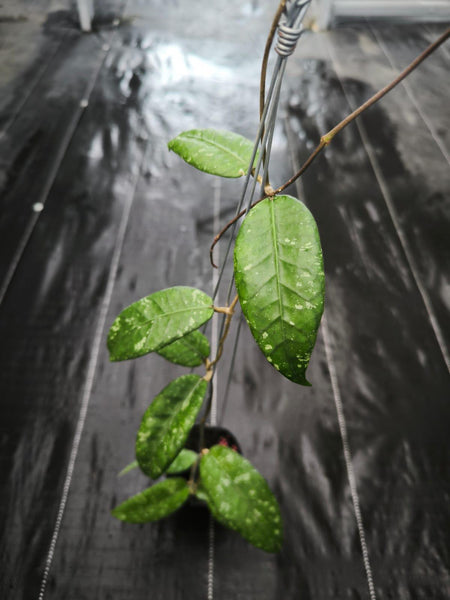 Hoya Sp aceh pining island unacclimated