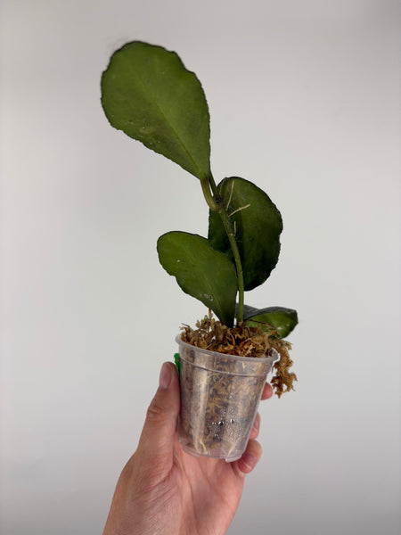 Hoya waymaniae cloudy sky 2