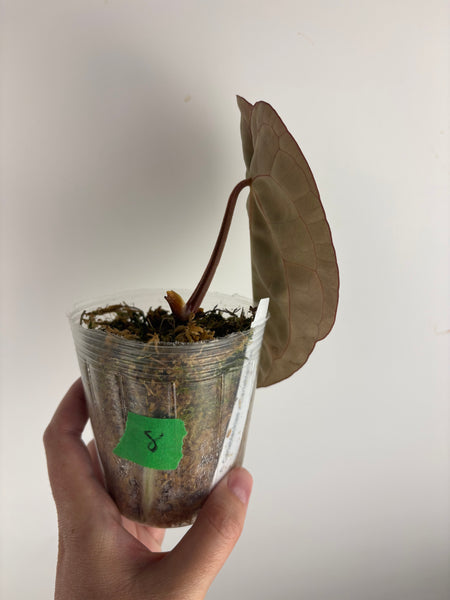 Anthurium
Carlablackiae x
Carlablackiae(Thailand) 8