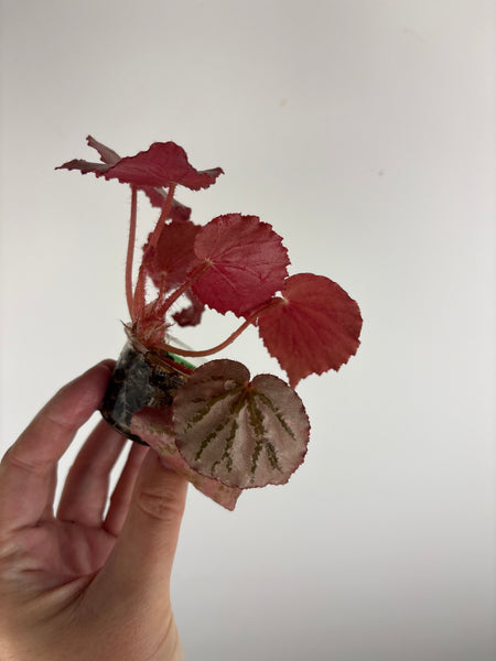 Begonia mystery Martin A
