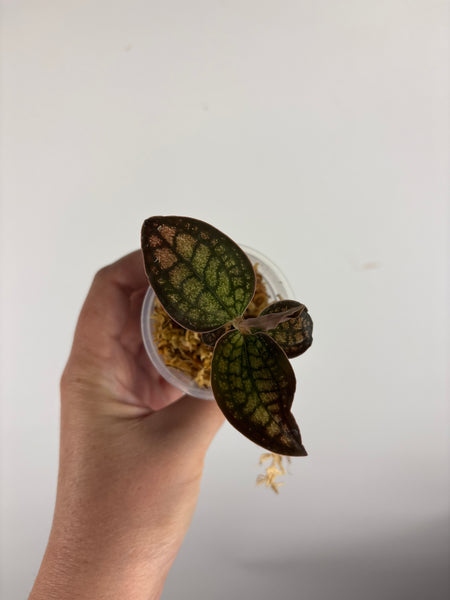 Jewel orchid sp papua D