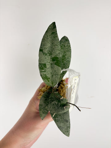 hoya flagellata silver A