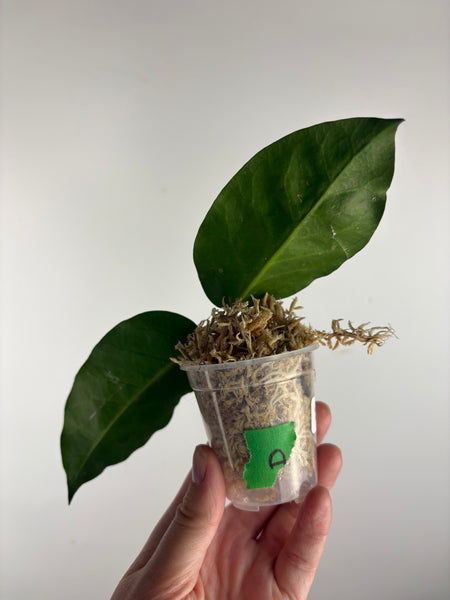 hoya Megalaster ubiyau A