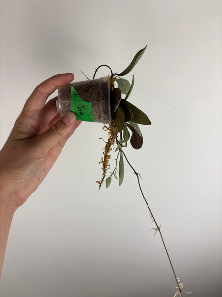 hoya sigillatis borneo B