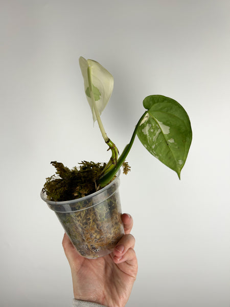 syngonium chiapense variegated
