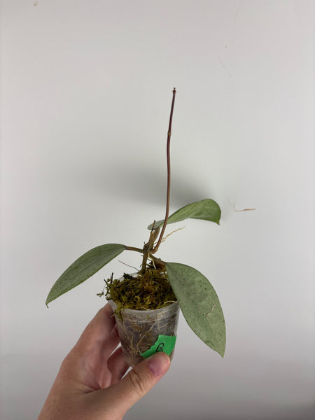 Hoya Glabra silver B