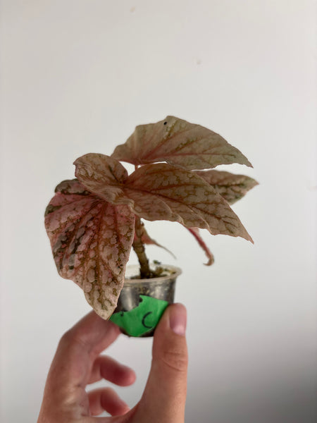 begonia snow capped variegated C