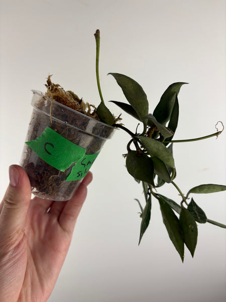 hoya lacunosa middle silver C