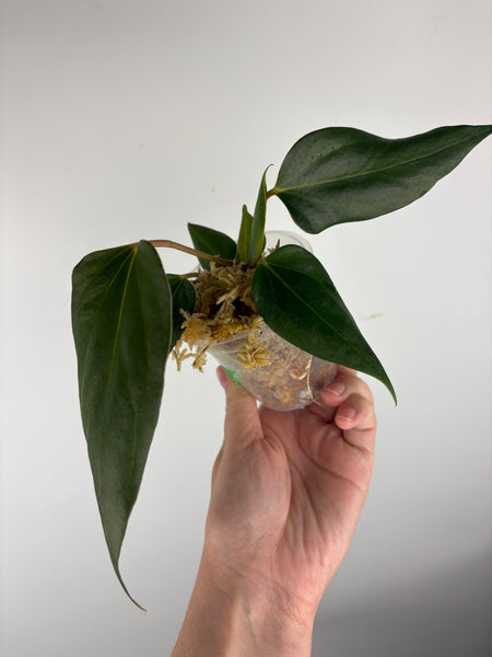 Anthurium Black sweet seed A