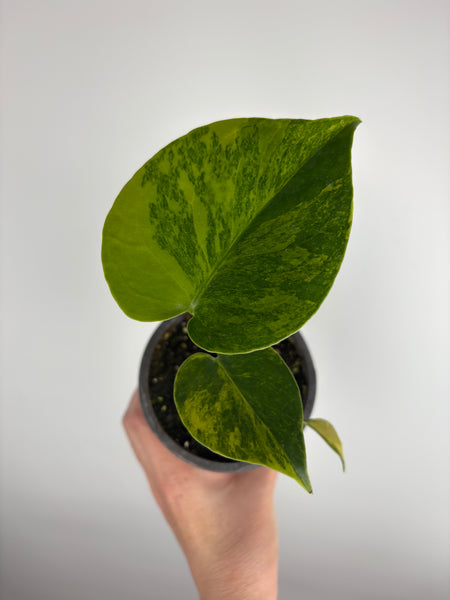 Monstera Yellow Marilyn A