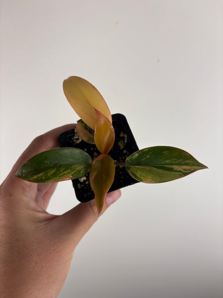 Philodendron red Congo low variegated