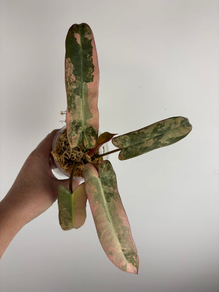 philodendron atabapoense pink variegated (Thailand)