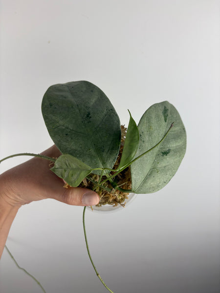 hoya coriacea silver 5