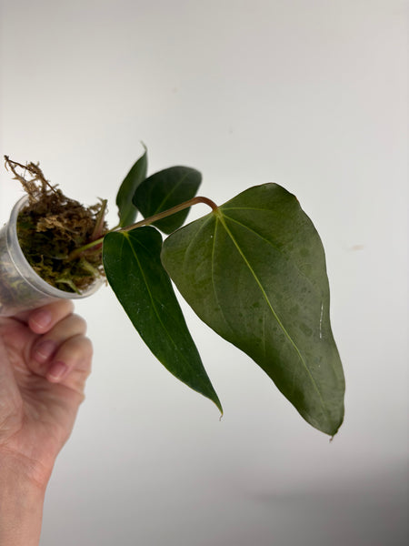 Anthurium Black sweet C2