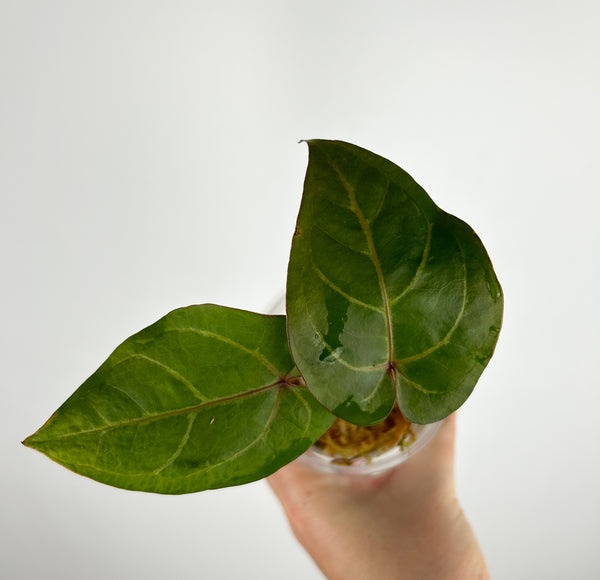 Anthurium papillilaminum Red hybrid x papillilaminum red stem A