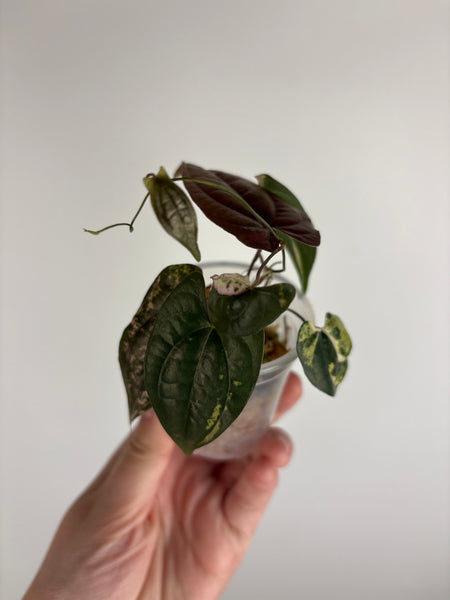 Dioscorea Filiformis ‘Gamma Ray’ (Thailand) A