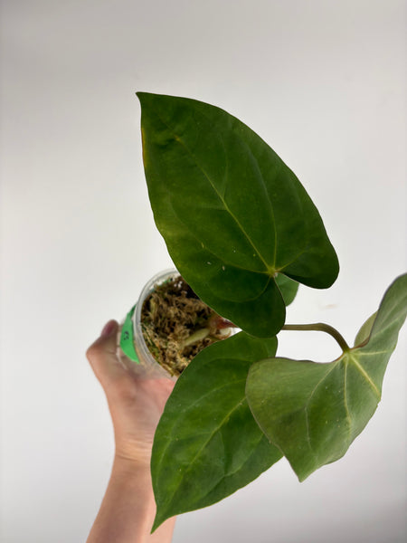 Anthurium Goliath B