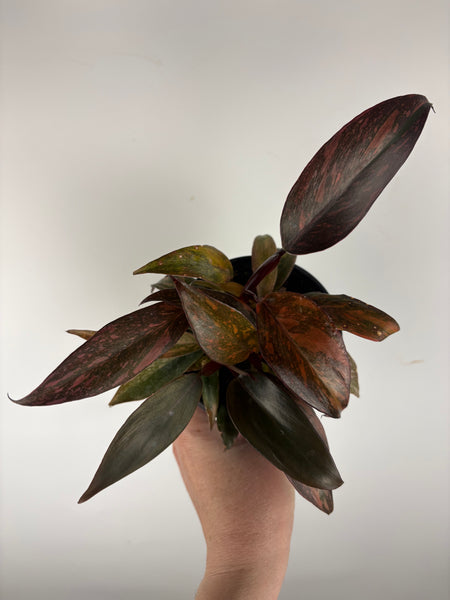 Philodendron Orange Princess 4 inch