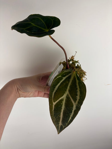 Anthurium
Carlablackiae x
Carlablackiae(Thailand) 4