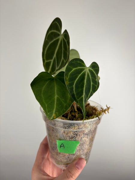 Anthurium King clari original Indonesia A