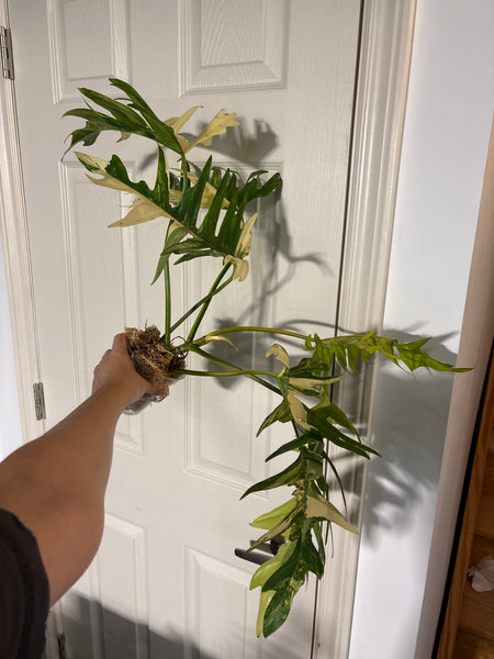 Florida beauty x tortum (Thailand) A - huge plant