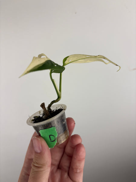 Monstera adansonii variegated D