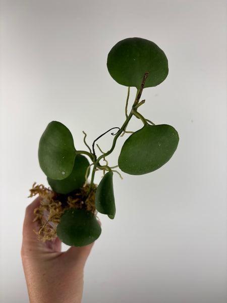 hoya kastbergii A