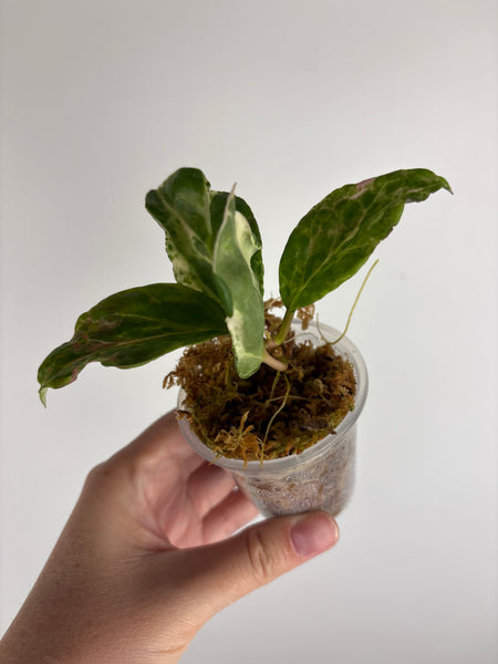 Hoya candy