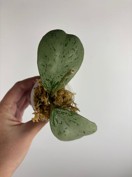 Hoya Chang dao silver A