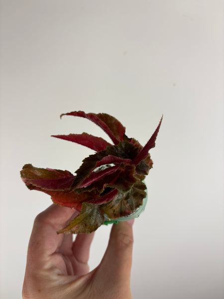 begonia ginny galaxy variegated C