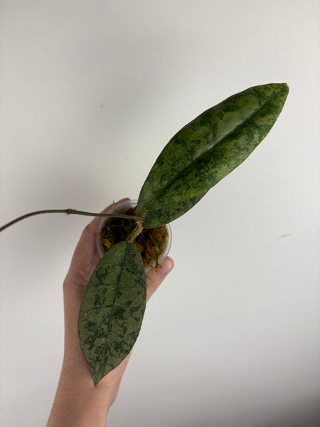 Hoya Aff lambii silver sp sanggau A