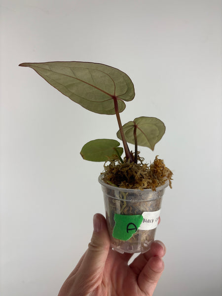 Anthurium Black crystal x red crystal A