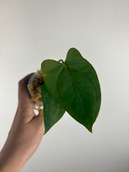 Anthurium Dark Pheonix seed C