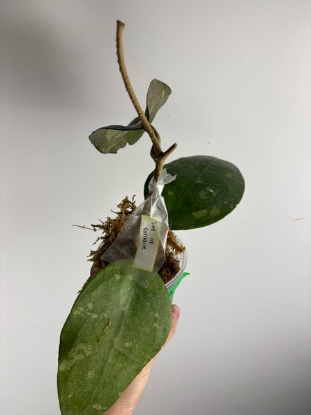 Hoya Bird of paradise A