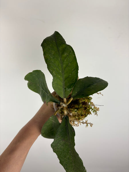 Hoya sp aceh dragon egg 4