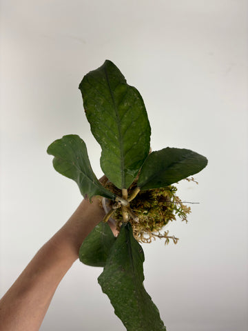 Hoya sp aceh dragon egg 4