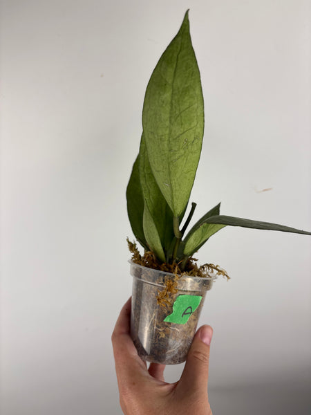 hoya Germany silver