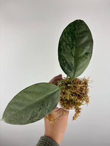 hoya coriacea silver 8