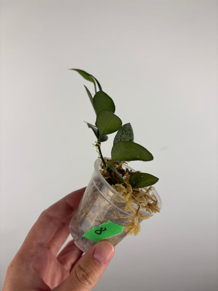 Hoya lacunosa gayung 8